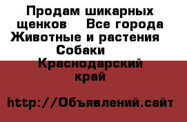 Продам шикарных щенков  - Все города Животные и растения » Собаки   . Краснодарский край